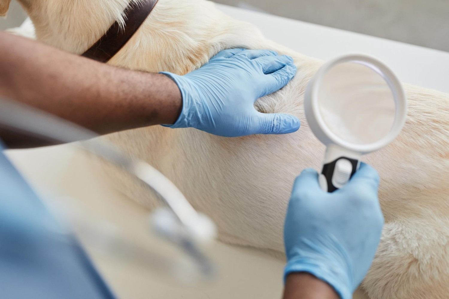 Gloved hands of young vet clinician touching or pressing back