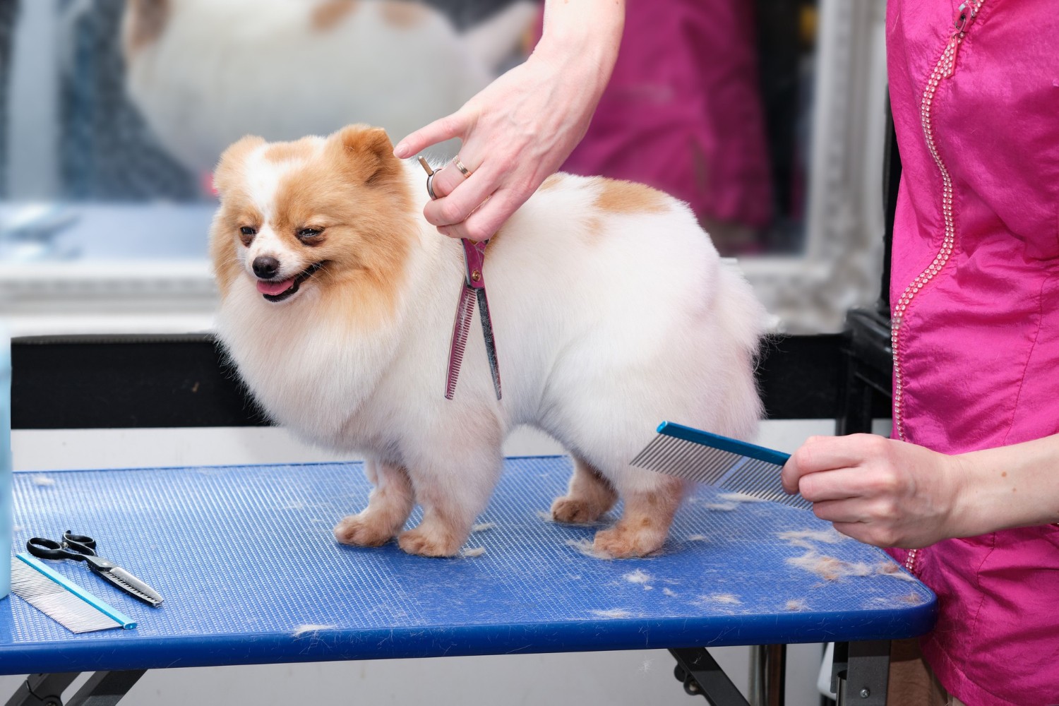 Haircut for a pomeranian.
