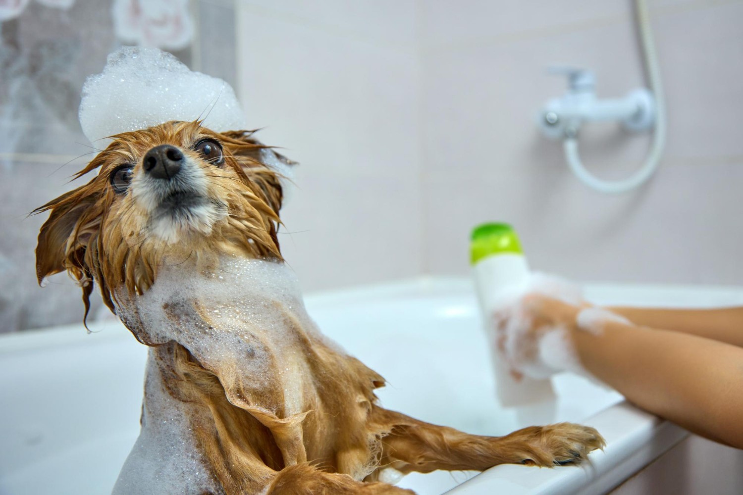 Redhaired dog with foam on his head poses importantly while taking