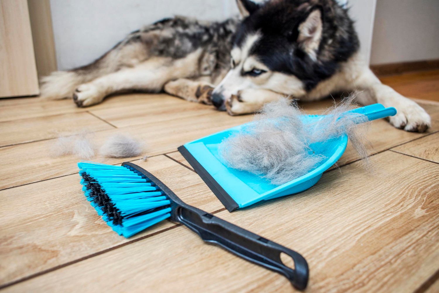 The hair after molting the dog is collected in a scoop with a brush