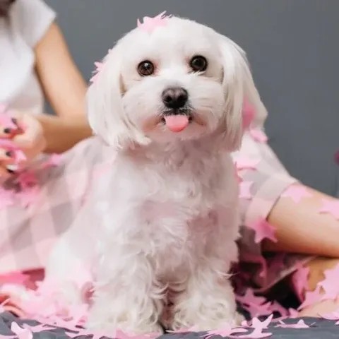 maltese